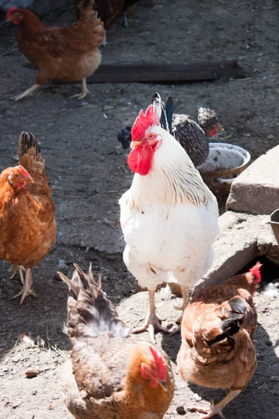 Rooster in the poultry yard. — Stock Photo, Image