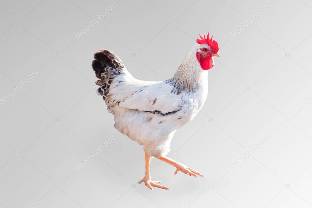 Broiler rooster (isolated). 