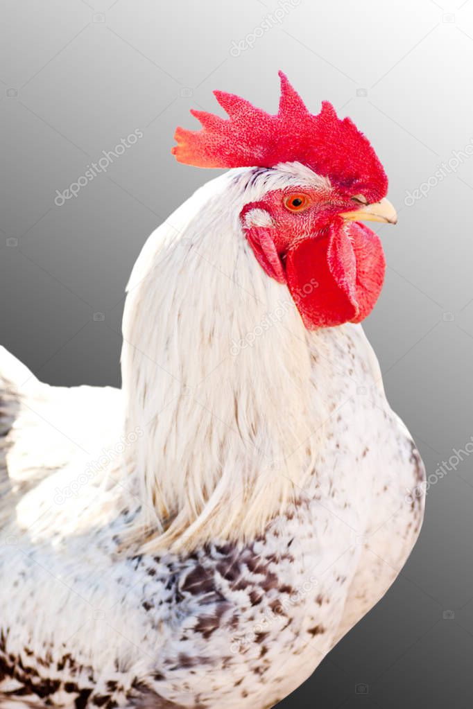 Broiler rooster (isolated). 