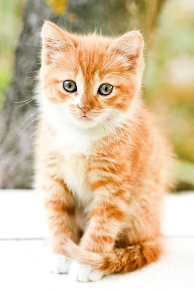 Χαριτωμένο μικρό κόκκινο γατάκι — Φωτογραφία Αρχείου