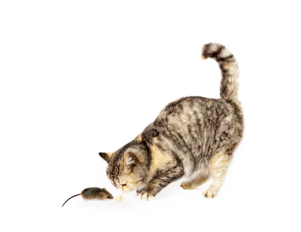 Katze fing die Maus am Schwanz. — Stockfoto