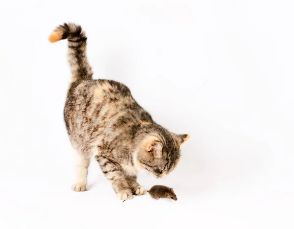 Cat caught the mouse by the tail. — Stock Photo, Image