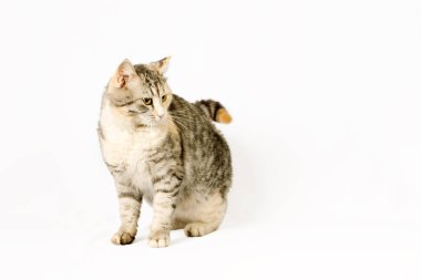 soyu stenografi kedi oturur gördü.