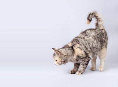 soyu tüylü Benekli kedi growls