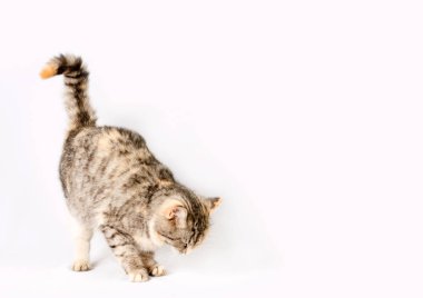 soyu tüylü Benekli kedi growls