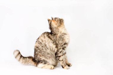 Safkan oturma tekir kedi arıyorum