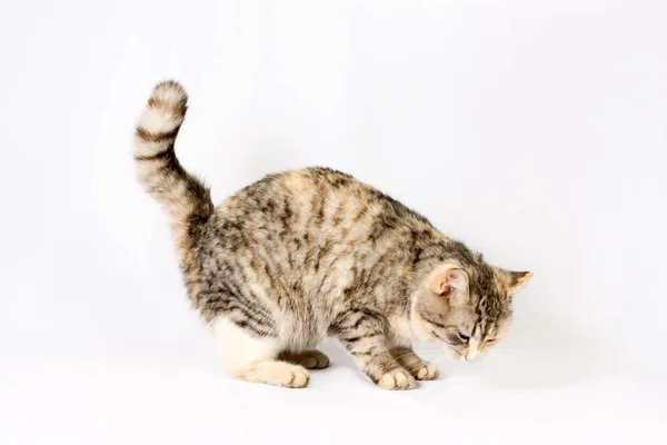 Pedigreed furry spotted cat growls. — Stock Photo, Image