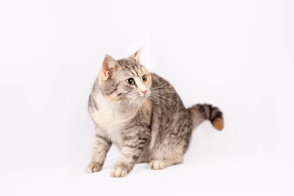 Pedigreed shorthair spotted cat sits. — Stock Photo, Image