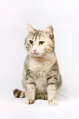 soyu stenografi kedi oturur gördü..  