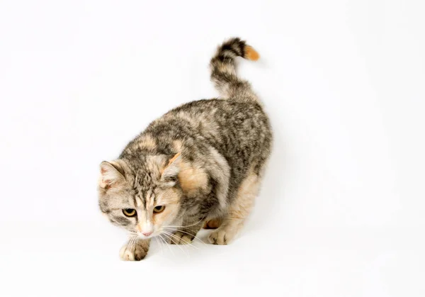 스마트 점 박된 고양이 몰래 (사냥) — 스톡 사진