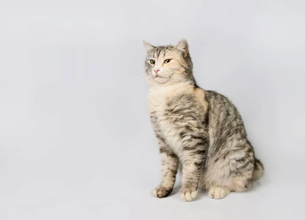 Pedigreed shorthair spotted cat sits. — Stock Photo, Image