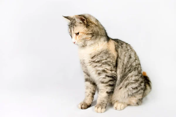 Pedigreed shorthair spotted cat sits, looking down. — Stock Photo, Image