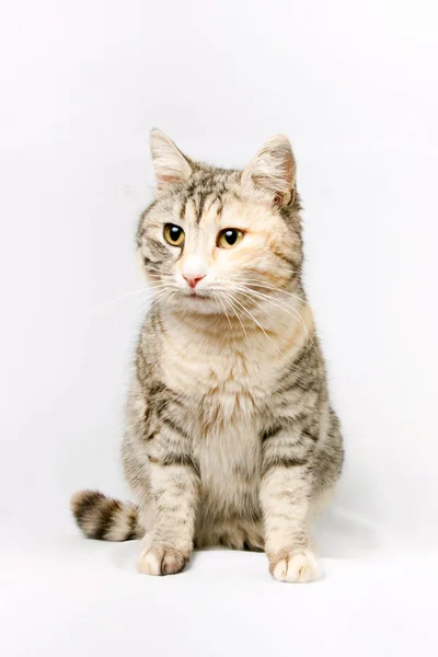 Pedigreed shorthair spotted cat sits. — Stock Photo, Image
