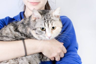 Bir genç kızın elinde Benekli kedi