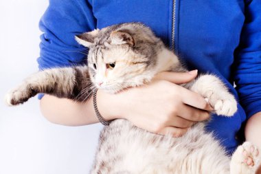 Bir genç kızın elinde Benekli kedi