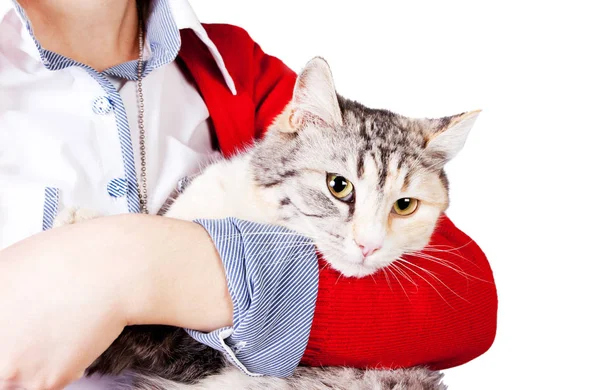 Gatto macchiato nelle mani di una ragazza adolescente — Foto Stock