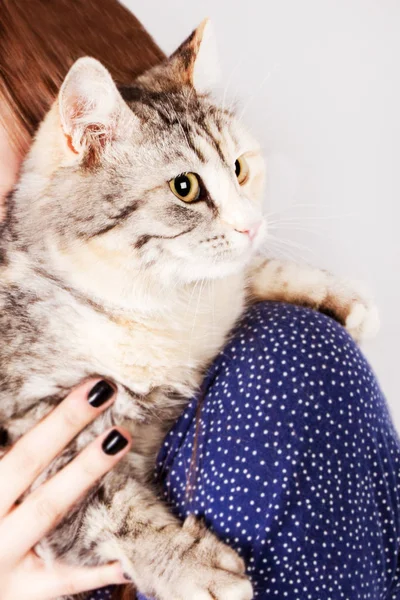 Gatto macchiato nelle mani di una ragazza adolescente — Foto Stock