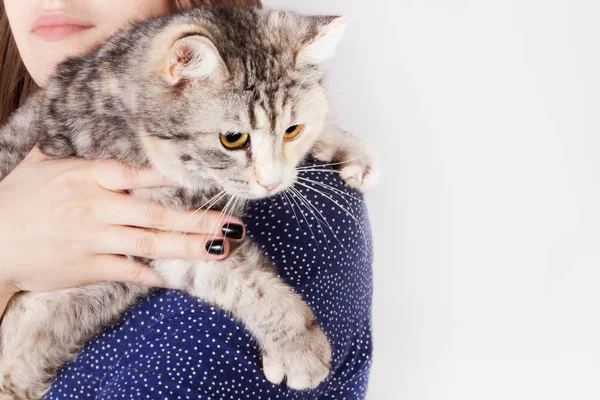 Gatto macchiato nelle mani di una ragazza adolescente — Foto Stock