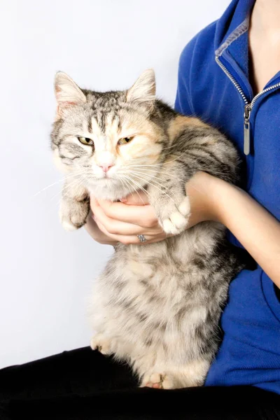 Spotted cat in the hands of a teenage girl — Stock Photo, Image