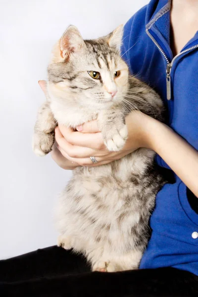 Spotted cat in the hands of a teenage girl — Stock Photo, Image