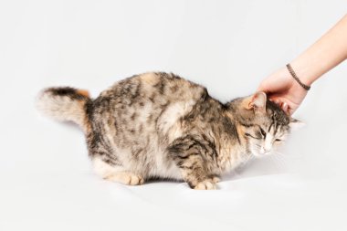 İnsan eli okşayarak kedi benekli