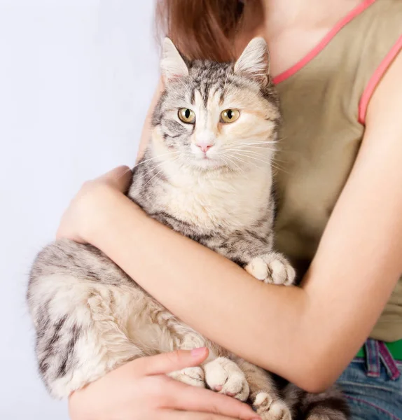 Пятнистая кошка в руках девочки-подростка — стоковое фото