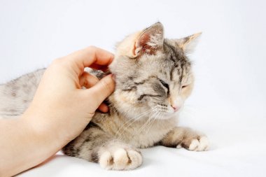 İnsan eli okşayarak kedi benekli