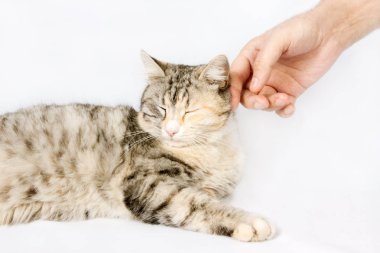 İnsan eli okşayarak kedi benekli