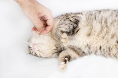 İnsan eli okşayarak kedi benekli