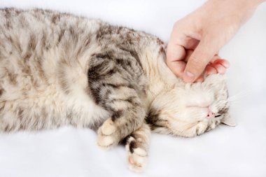 İnsan eli okşayarak kedi benekli