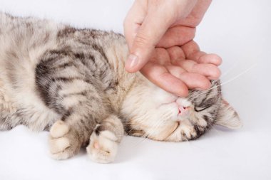 İnsan eli okşayarak kedi benekli