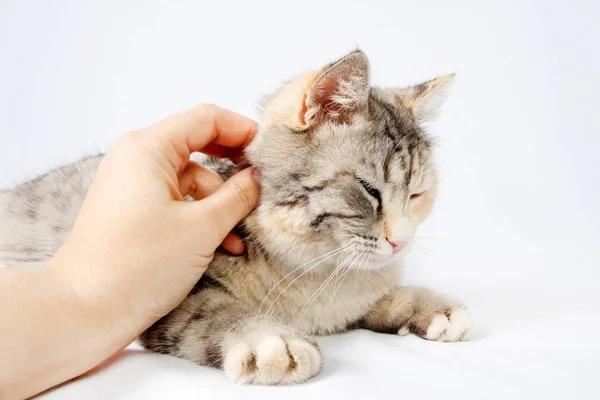 Mano umana accarezzando gatto macchiato — Foto Stock