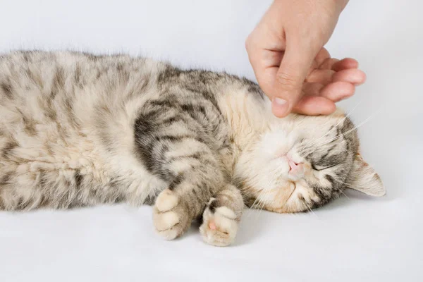 Mão humana acariciando gato manchado — Fotografia de Stock