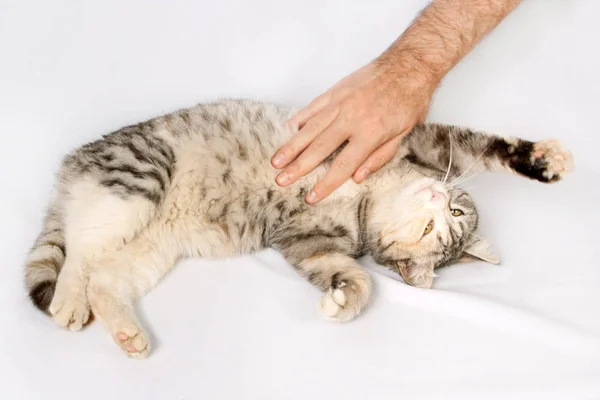 Mão humana acariciando gato manchado — Fotografia de Stock