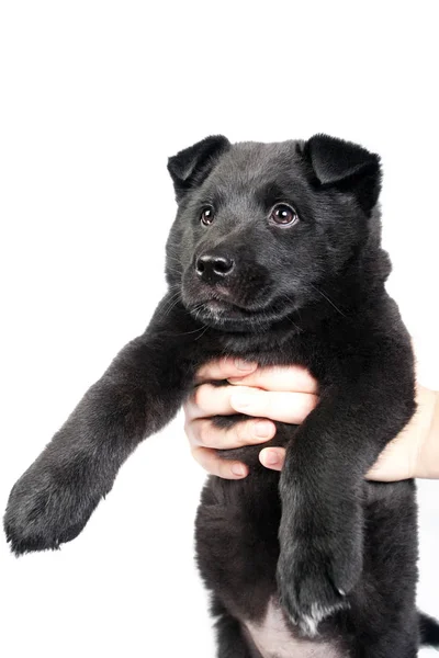 Puppy of a German shepherd in the arms of a man — Stock Photo, Image