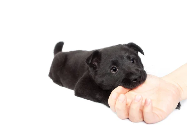 Alman çoban köpek yavrusu bir erkek eli ısırıyor
