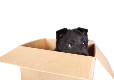 Bir kutu içinde oturan ve bakan Alman çoban köpek yavrusu