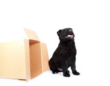 Alman çoban köpek kutunun oturuyor.