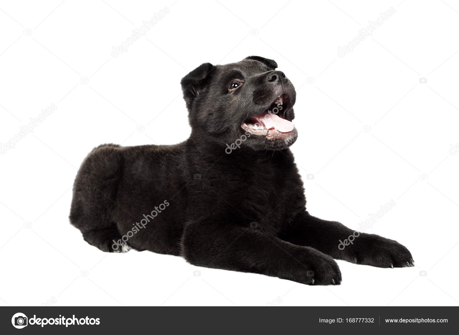 German Shepherd Puppies Wallpaper Black German Shepherd Puppy