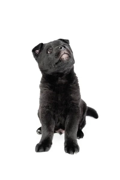 Black german shepherd puppy — Stock Photo, Image
