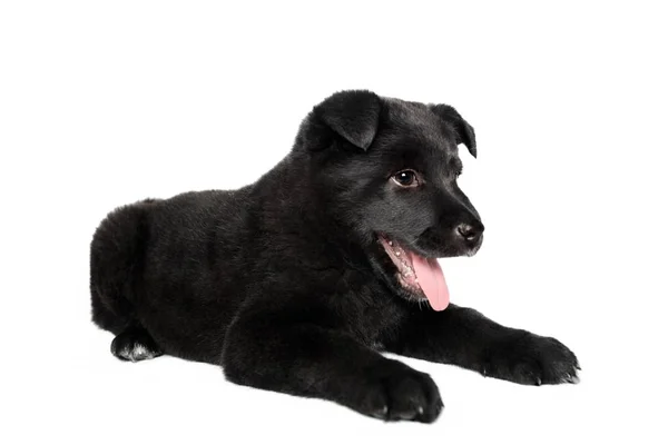 Negro pastor alemán cachorro — Foto de Stock