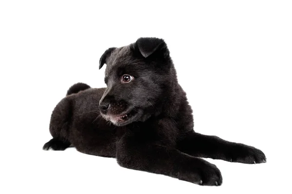 Black german shepherd puppy — Stock Photo, Image