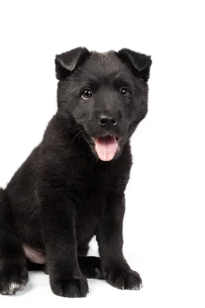 Black german shepherd puppy — Stock Photo, Image