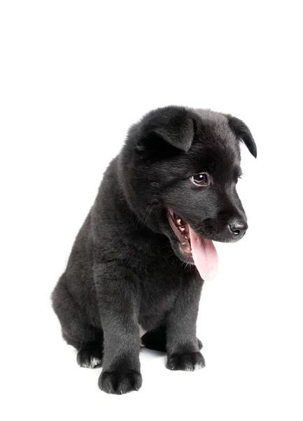 Zwarte Duitse herder pup — Stockfoto