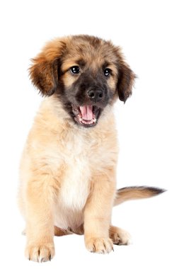yavru golden retriever (çoban)
