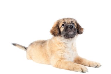 yavru golden retriever (çoban)