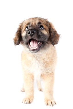 yavru golden retriever (çoban)