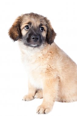 yavru golden retriever (çoban)