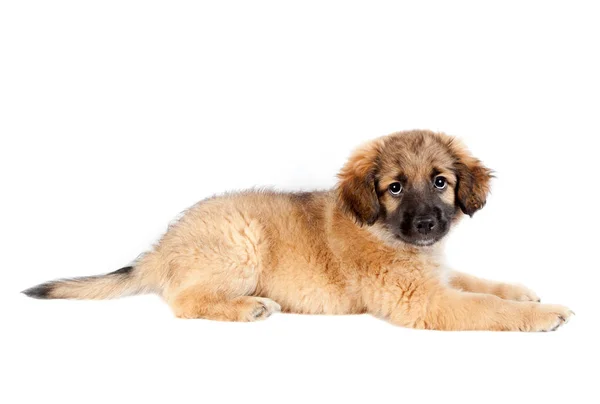 Cachorro de um golden retriever (pastor ) — Fotografia de Stock