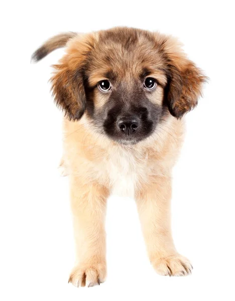Puppy van een golden retriever (herder) — Stockfoto